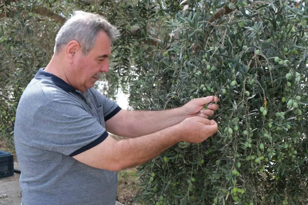 Alanya’da Zeytin Rekoltesi Yüzde 40 Düştü! 7